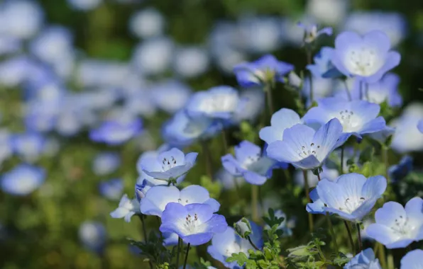 Macro, bokeh, Nemophila