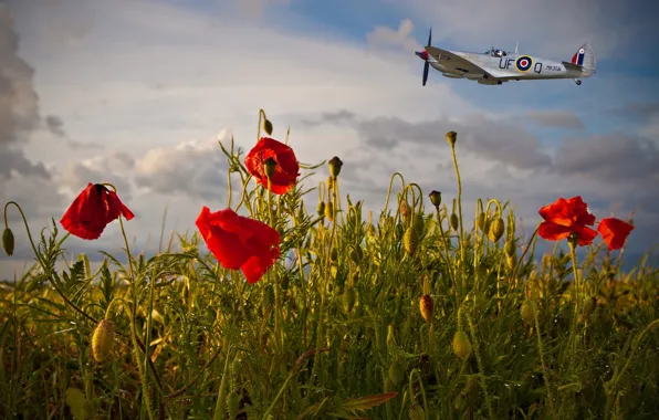 The sky, clouds, flight, aviation, flowers, the plane, Mac, Maki