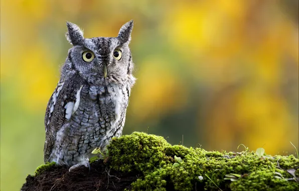 Nature, owl, bird, moss, eared