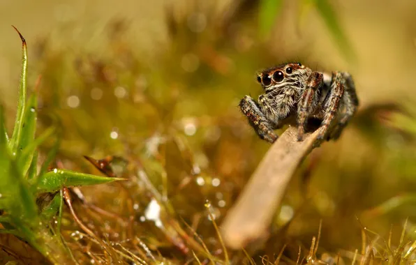 Grass, macro, spider, bokeh, jumper, spider, sakunik, Bouncing