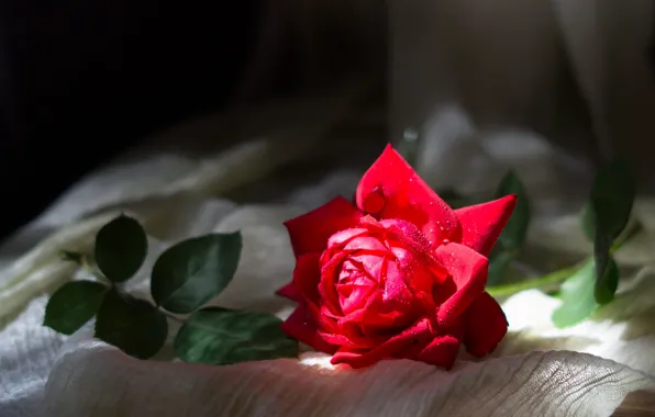 Light, red, roses, composition