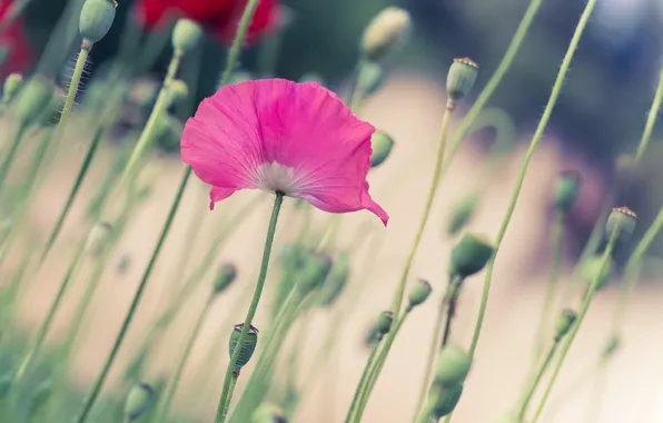 Flower, pink, stems, Mac, Maki, blur, bokeh