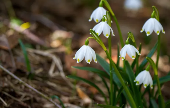 Leaves, flowers, nature, spring, snowdrops, white, bokeh