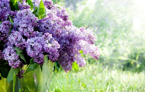 Picture tree, Spring, lilac