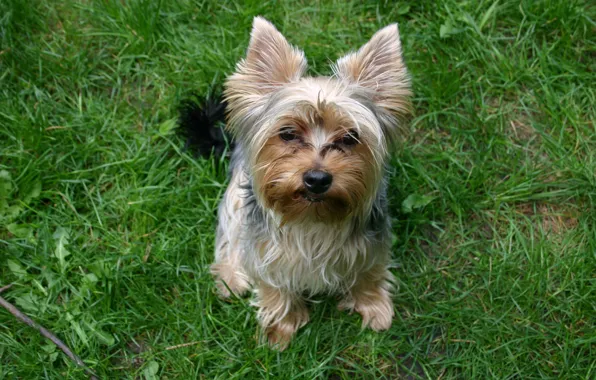 Picture grass, girl, York