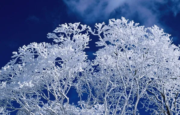 Picture winter, the sky, tree