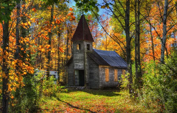 Picture autumn, forest, the sun, trees, house, abandoned