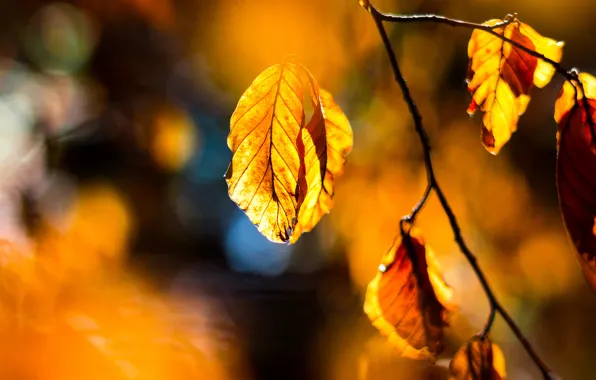 Autumn, light, branches, yellow, the colors of autumn, bokeh, autumn leaves