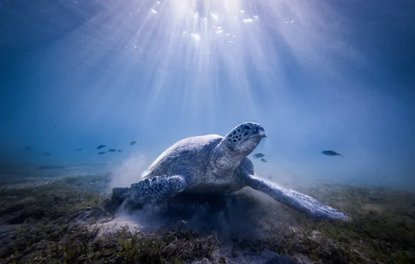 Picture sea, water, light, the ocean, turtle, under water