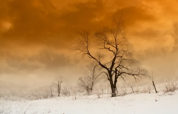 Snow, nature, tree, paint
