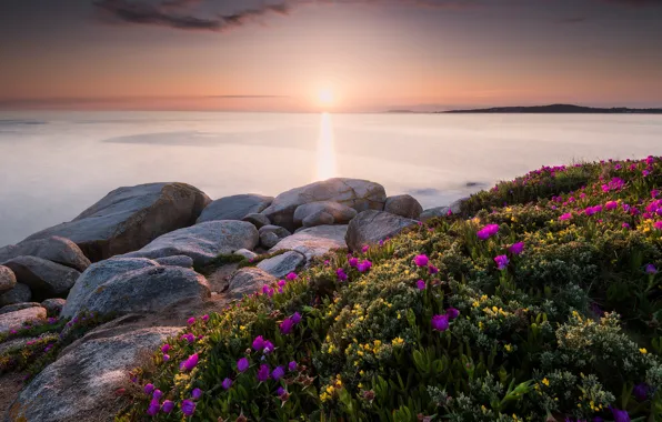 Picture sea, the sky, the sun, clouds, rays, light, flowers, stones