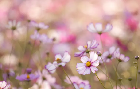 Field, macro, flowers, petals, blur, pink, white, Kosmeya