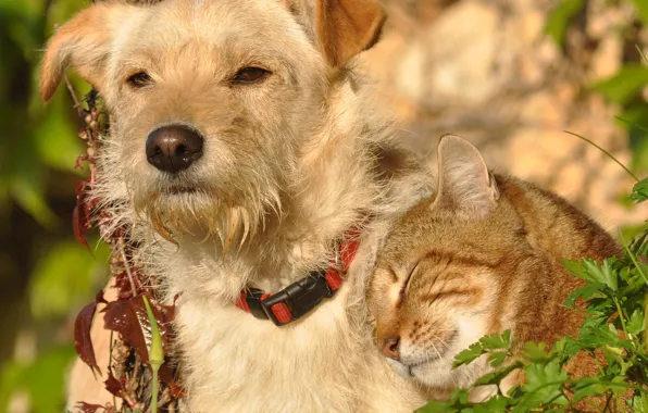 Cat, cat, dog, friends