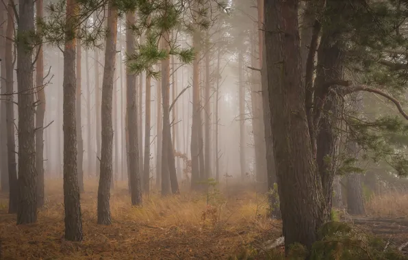 Autumn, forest, grass, trees, branches, fog, Park, trunks