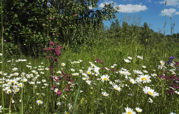 Picture summer, the sky, clouds, trees, flowers, chamomile, meadow