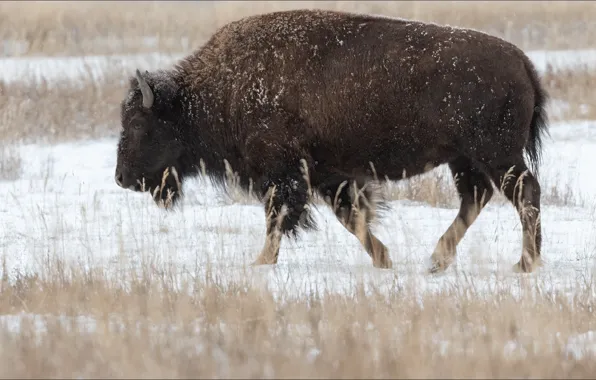 Picture animal, nature, Buffalo, beast, bizon