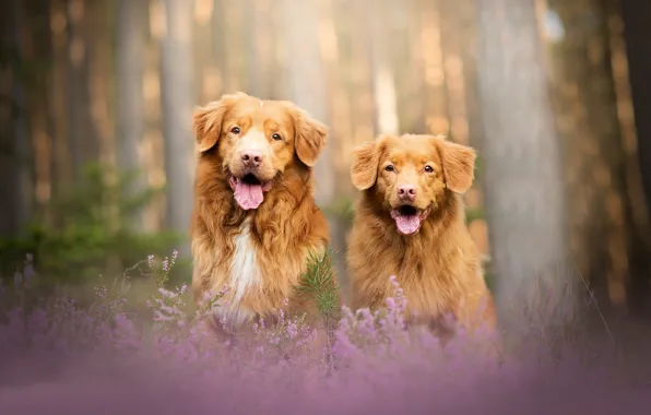 Picture forest, dogs, pair, bokeh, two dogs, Heather, Nova Scotia duck tolling Retriever