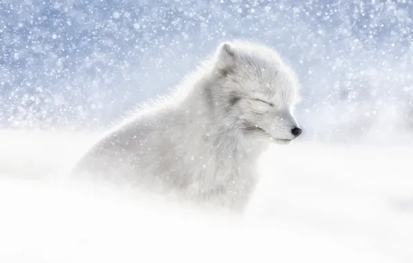 Picture winter, white, snow, sitting, snowfall, Fox, closed eyes