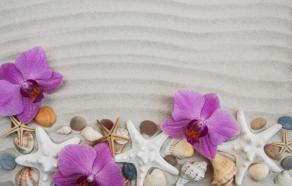 Sand, stars, flowers, background, shell, beach, Orchid, flowers