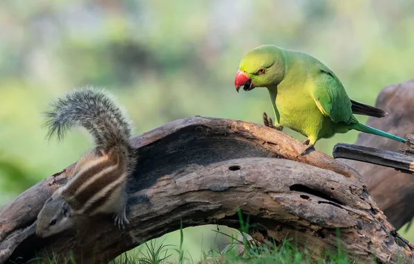 Grass, look, pose, green, fright, bird, parrot, Chipmunk