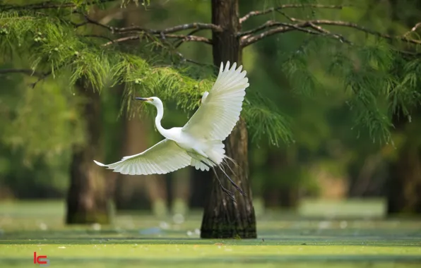 Flight, bird, white, Heron