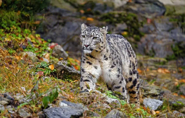 Picture autumn, nature, stones, IRBIS, snow leopard, walk