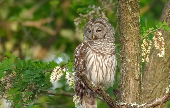 Greens, leaves, flowers, tree, owl, bird, branch, spring