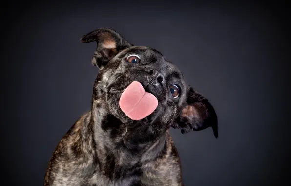 Language, face, background, dog, Staffordshire bull Terrier