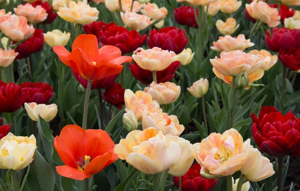 Picture petals, tulips, buds