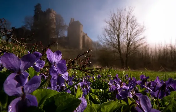 Flowers, nature, spring