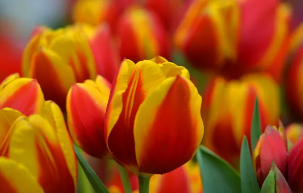 Nature, petals, tulips, flowerbed, plantation