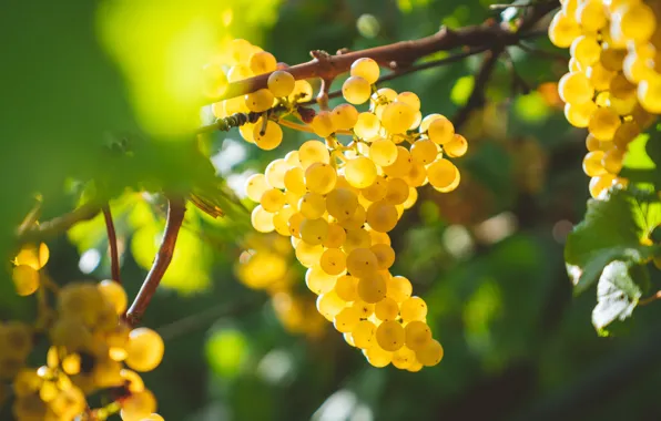 Plant, food, grapes, bunch, bunch of grapes