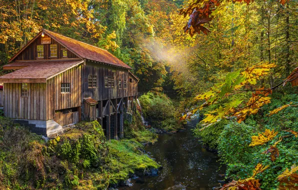 Picture shore, water mill, pond, foliage, river, the colors of autumn, branches, autumn
