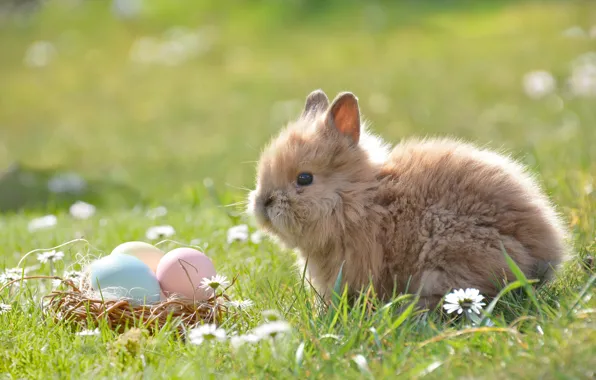 Picture grass, flowers, nature, animal, chamomile, eggs, rabbit, Easter