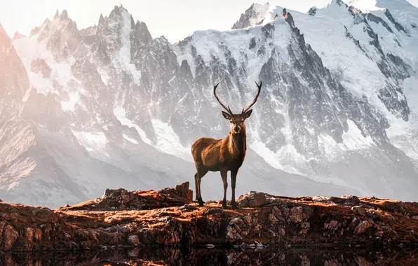 Animals, mountains, deer, antlers