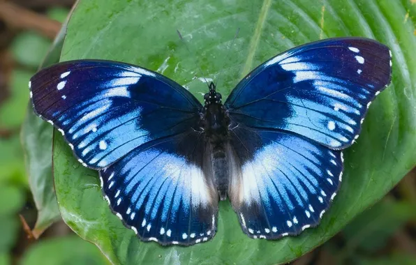 Microsemi, butterfly, leaf, wings, insect, beautiful, closeup