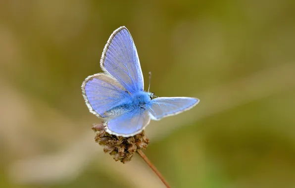 Butterfly, plant, wings, insect, moth