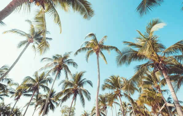 Beach, summer, the sky, palm trees, summer, beach, beautiful, paradise