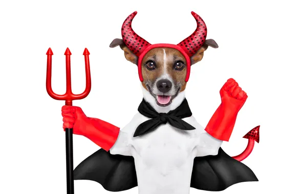 Picture humor, Trident, tail, outfit, red, white background, horns, gloves