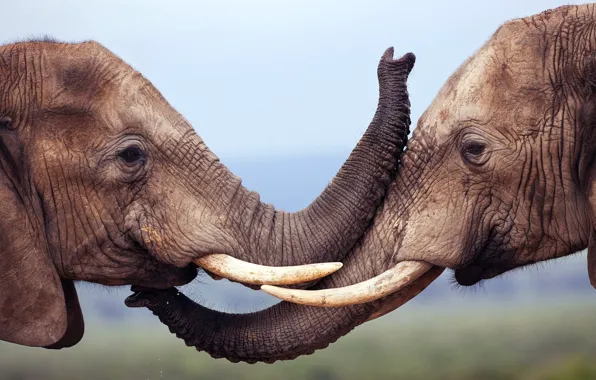 Picture love, animals, fun, wildlife, Elephant