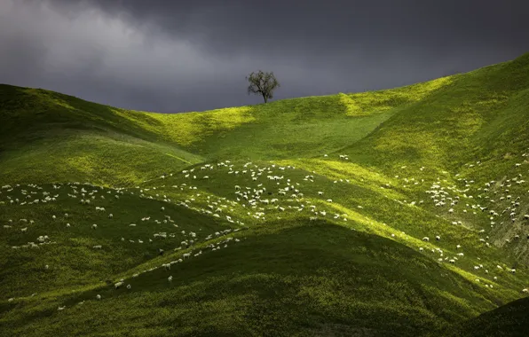 Greens, grass, mountains, tree, hills, the slopes, sheep, spring