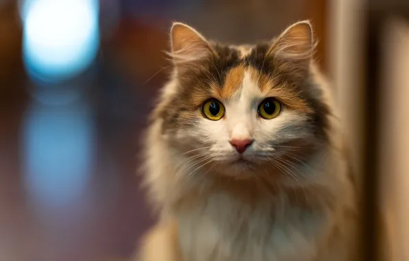 Cat, cat, look, pose, face