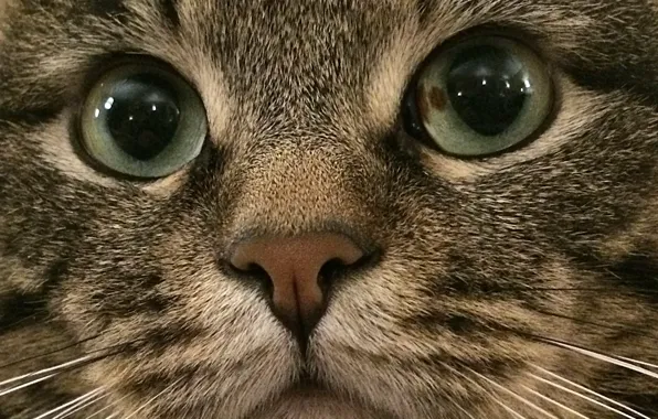 Tabby cat, smart cat, good cat, kind cat, kuzya the cat, cat's nose, cat's eyes