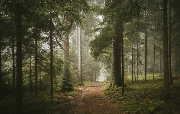 Forest, trees, pine, path, Bor, pine