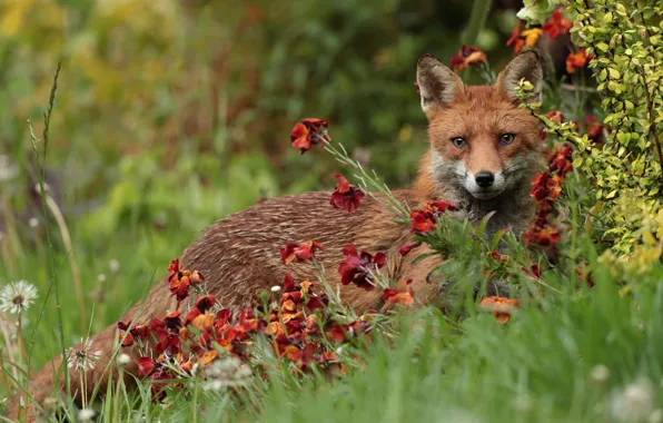 Picture red, flowers, look, garden, branches, face, glade, bokeh