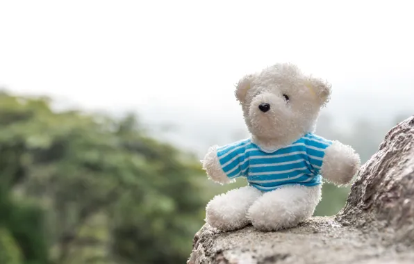 Picture rocks, bear, bear, teddy, lonely, lonely