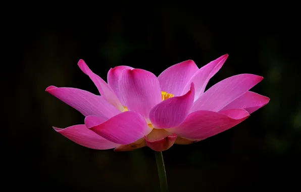 The dark background, pink, petals, Lotus