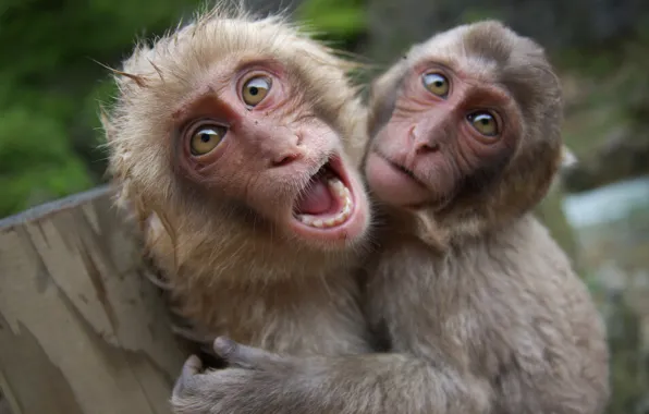 Picture eyes, face, monkeys, primates