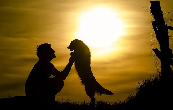 Picture the sun, each, dog, male, silhouette