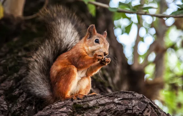 Summer, tree, Nature, walnut, protein, August, the time, Gorky Park